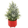 18.5"H Frosted Xmas Tree in 6" Cracker Ceramic Footed