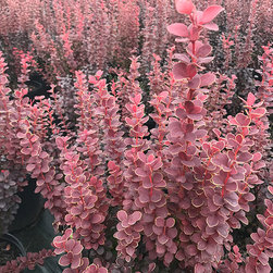 Current Featured Plants - Products