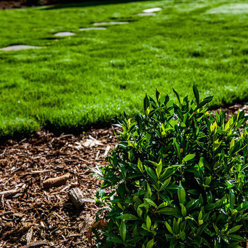 Backyard Transformation