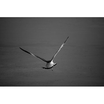 Flying Free Black & White (Coastal Bird) Wildlife Photo Unframed Wall Art Print, 8" X 10"