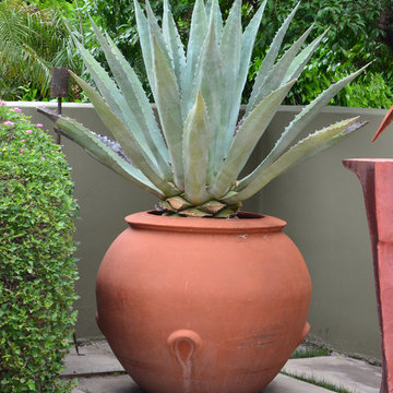 Southwestern Plants