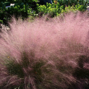 Muhly Grass