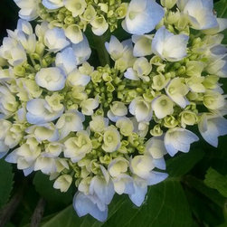 My Blue Hydrangeas - Home Decor