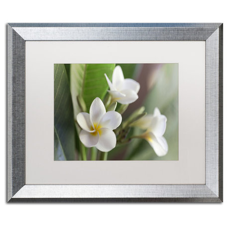 Pierre Leclerc 'Plumeria Bloom' Matted Framed Art, Silver Frame, White, 20x16