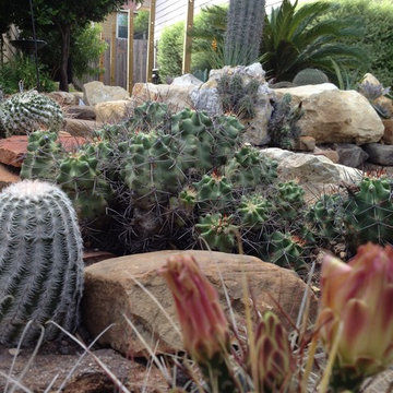 Miscellaneous Cacti & Succulent Landscapes by Rhinamic