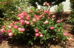 blaue jungs rhododendron Rhododendron Hybr. 'Blaue Jungs' – Foliage Dreams main image 0