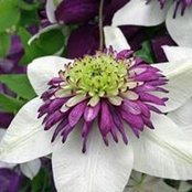 Dawn York's photo