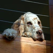 Wayne Sternberger's photo