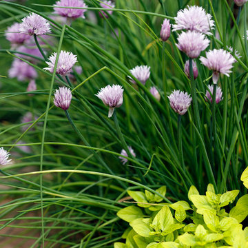 Terraced Garden