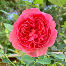 Rose - Boscobel