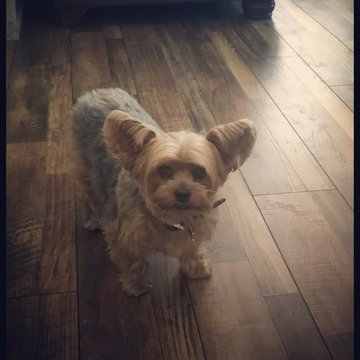 Pet Friendly Flooring by Vineyard Floors