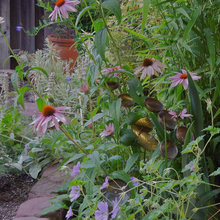 Plants