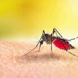 Pro Pest Control Cairns - Products