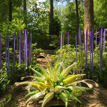 Shade Plants