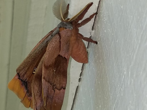 Pictures Of Large Moths In Florida