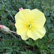 Ruth Vincent's photo