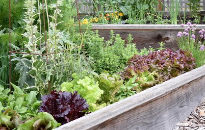 Seeds or Seedlings? How to Get Your Garden Started