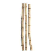 bamboo