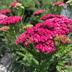 Current Featured Plants - Products