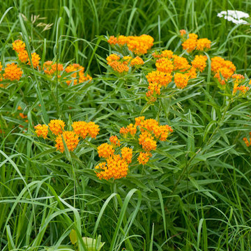 Butterfly Milkweed