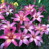 Carol Bailey's photo