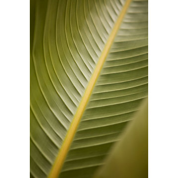 Fine Art Photograph, Tropical Leaves II, Fine Art Paper Giclee
