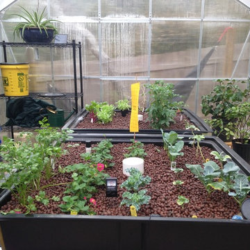 Aquaponics Fish & Plants