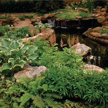 KOI POND