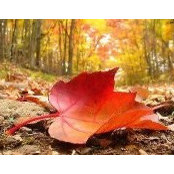 Mary Rowell's photo