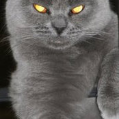 Kirill Deninzon's photo