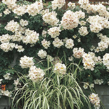 Garden Rear Border