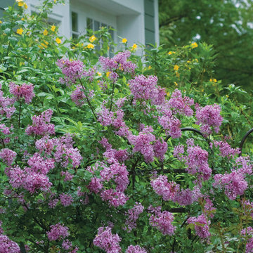Bloomerang® Purple Reblooming Lilac