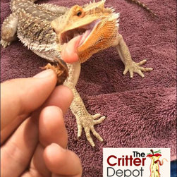 A Cricket's Perfect Habitat - Products