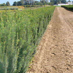 Yew Tree's Taxus - Plants