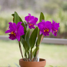 My Orchids