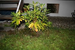 monstera green sport Monstera Deliciosa Sport Variegated 'Green on Green'