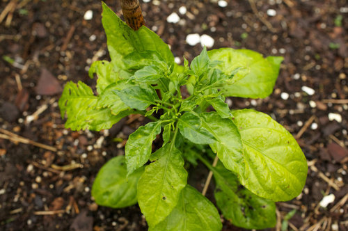 bell pepper leaves