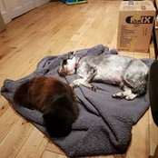 Ian Mulhearn's photo