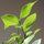 greenthingsgrowing