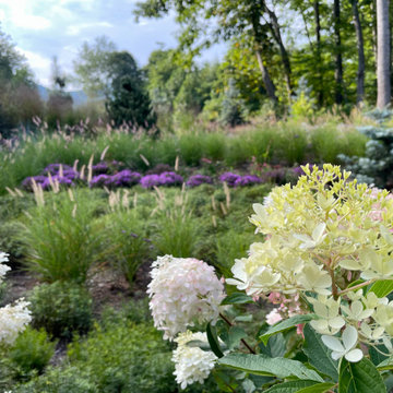 Fall View: hydrangeas and asters