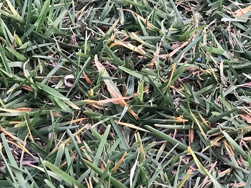 St Augustine Grass Yellow Blades