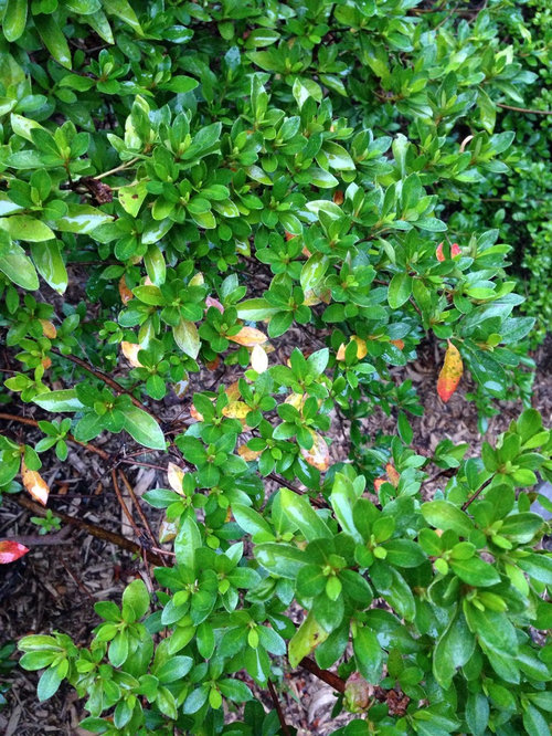 Why are my azalea leaves turning reddish/yellow?
