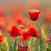 Crimean Poppy's photo