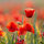 Crimean Poppy