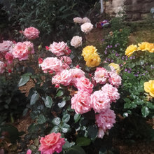 Trish's Garden
