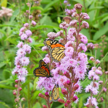 Pollinators