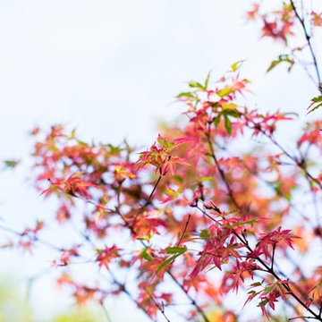 Zen Garden and Asian Inspired Landscape Plants