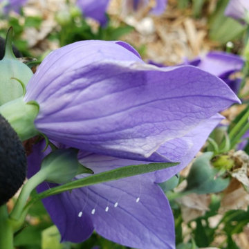 Balloon flower with Green Lacewing eggs. Beneficial insect