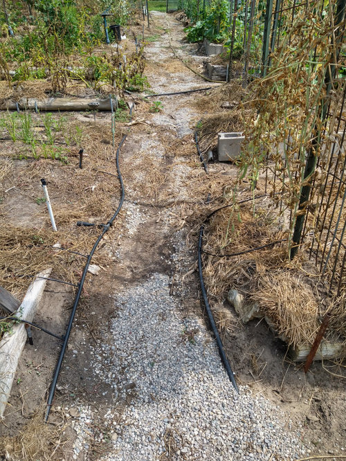 Best ground cover for sloping ground between raised beds