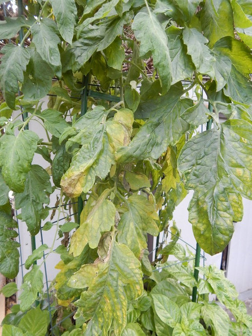 Tomatoes leaves drying up